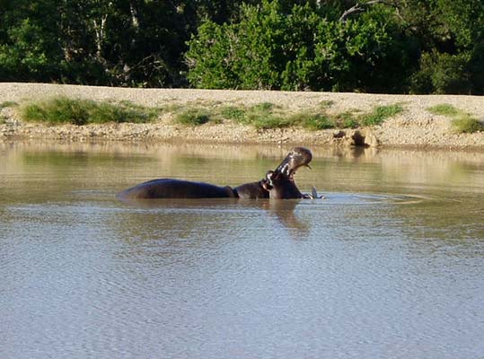 Hippos In Water. at the water's edge,